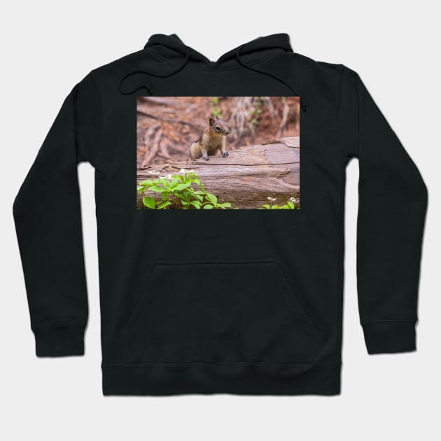 Let Me Check It Out Hoodie by jvnimages